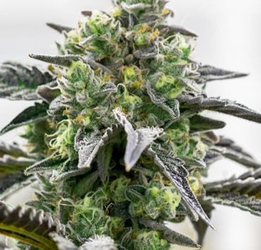 ice cream cake strain