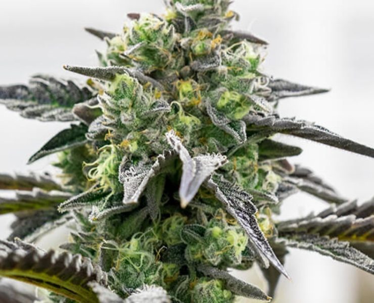 ice cream cake strain