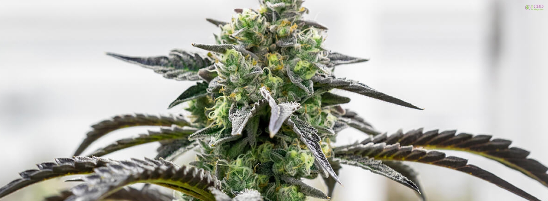 Ice Cream Cake Strain Complete Guide For 2023