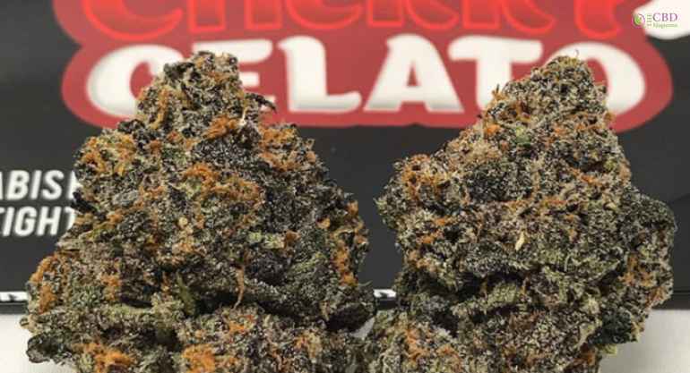 What Is Black Cherry Gelato weed Strain