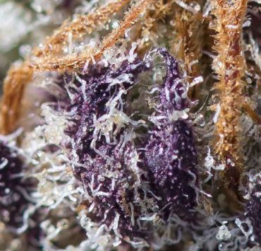 black cherry gelato strain