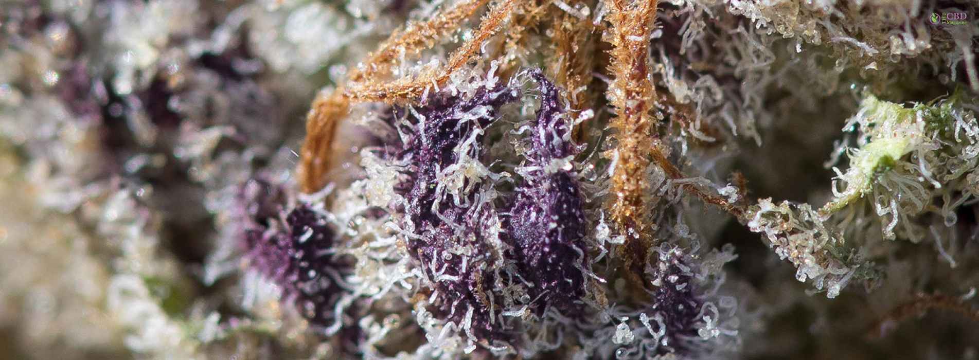 Discovering The Best Black Cherry Gelato Strain A Comprehensive Guide   Black Cherry Gelato Strain 