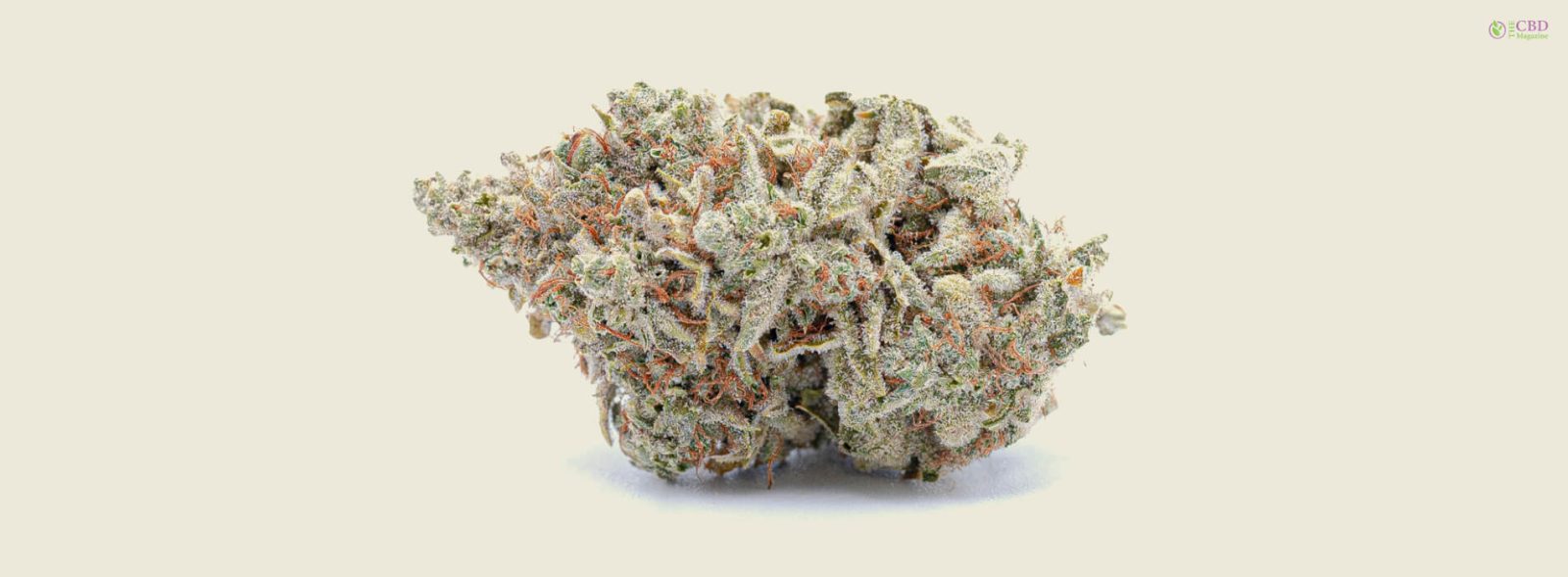 The Ultimate Guide To Cereal Milk Strain Taste, Aroma, And Effects