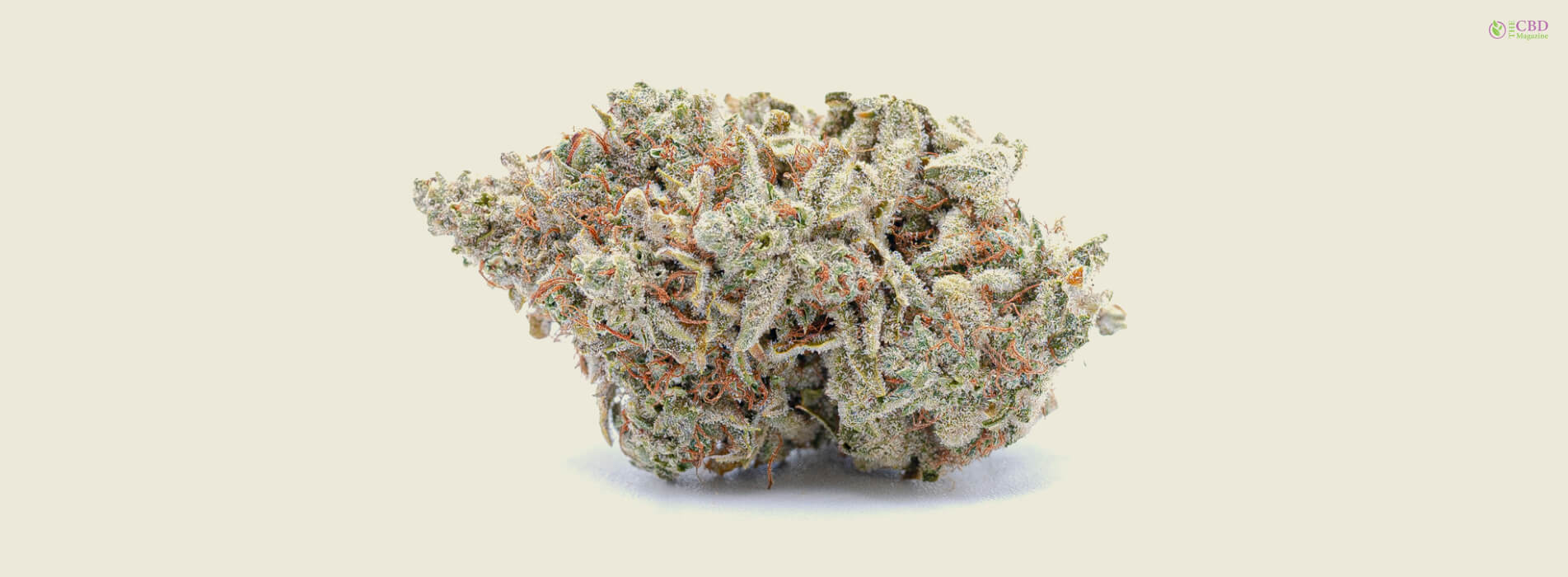 The Ultimate Guide To Cereal Milk Strain Taste, Aroma, And Effects