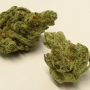 slurricane strain