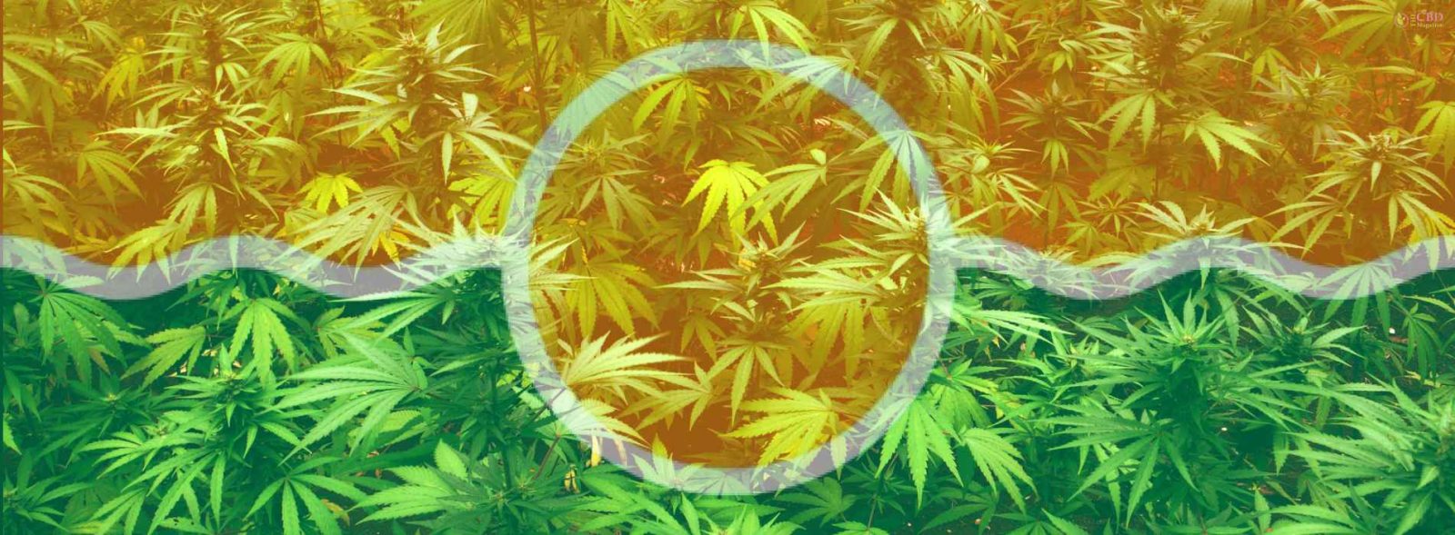 is weed legal in miami