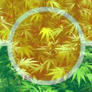 is weed legal in miami