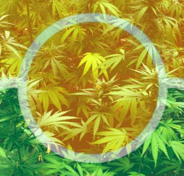 is weed legal in miami