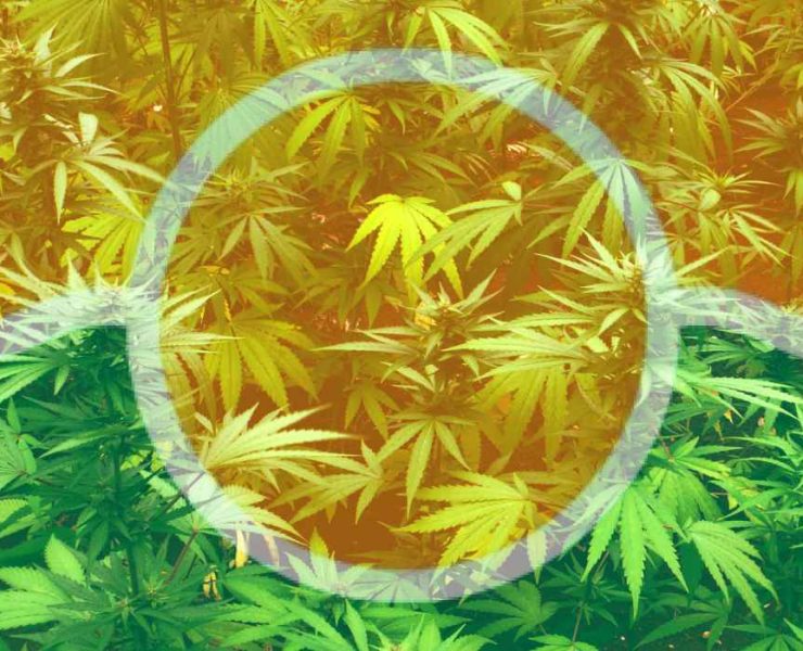 is weed legal in miami