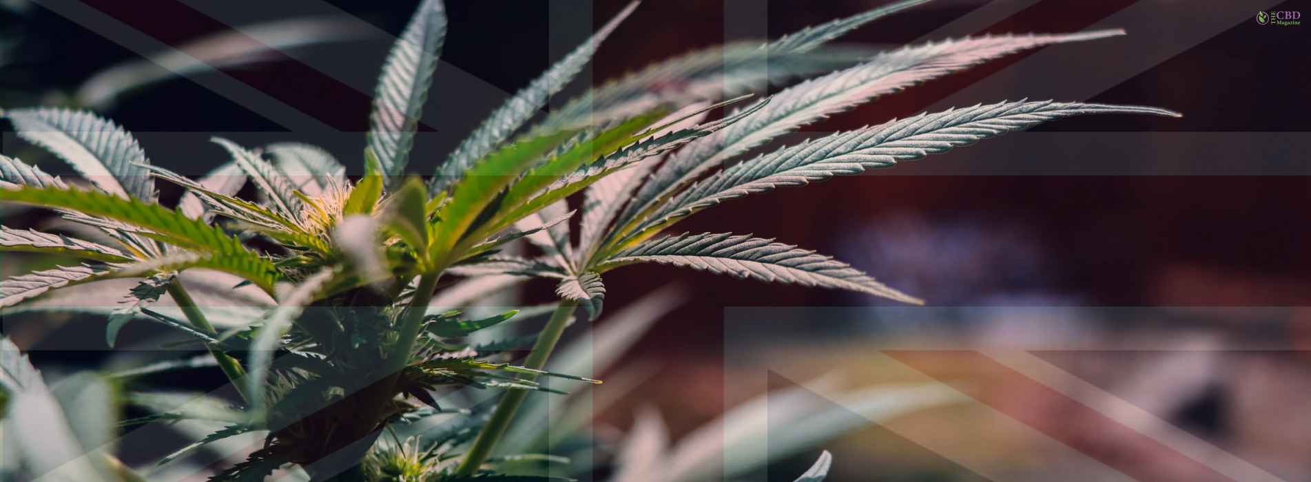 Exploring The Legality Of Weed In The UK TheCBDMagazine   Is Weed Legal In Uk 