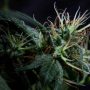 stardawg strain
