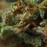 sundae driver strain