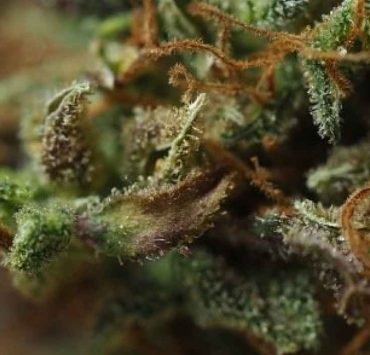 sundae driver strain