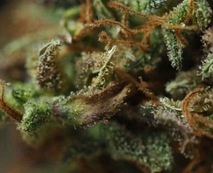 sundae driver strain