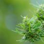 thc o