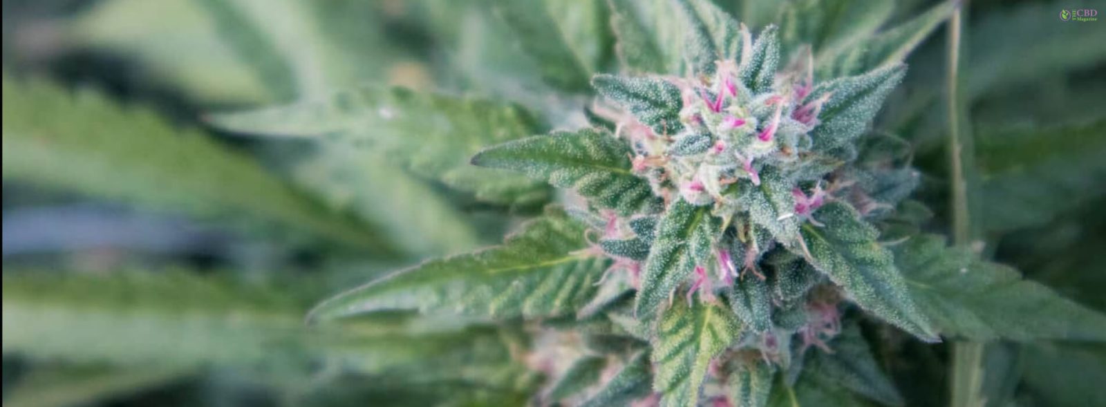 Gelonade weed Strain