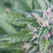 Gelonade weed Strain