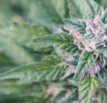 Gelonade weed Strain