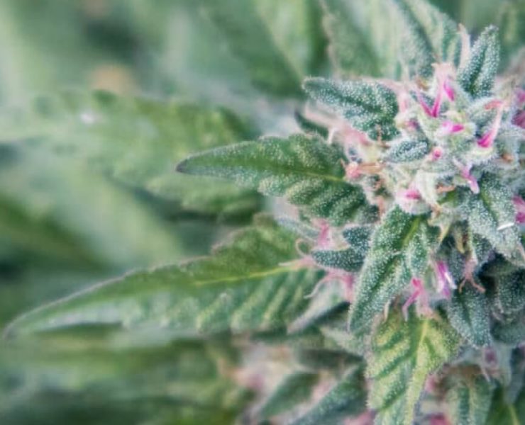 Gelonade weed Strain