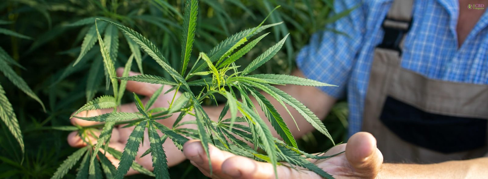 How To Start A Cannabis Business