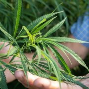 How To Start A Cannabis Business