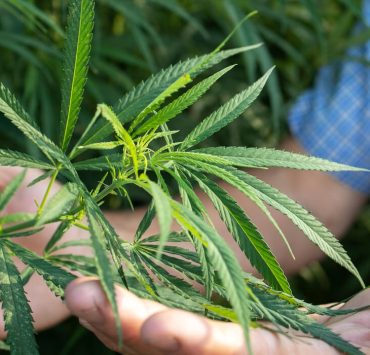 How To Start A Cannabis Business