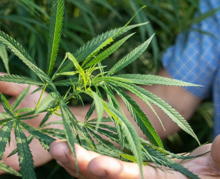 How To Start A Cannabis Business