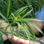 How To Start A Cannabis Business