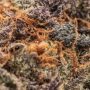 Oreo Cookies Strain