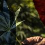 is weed legal in france