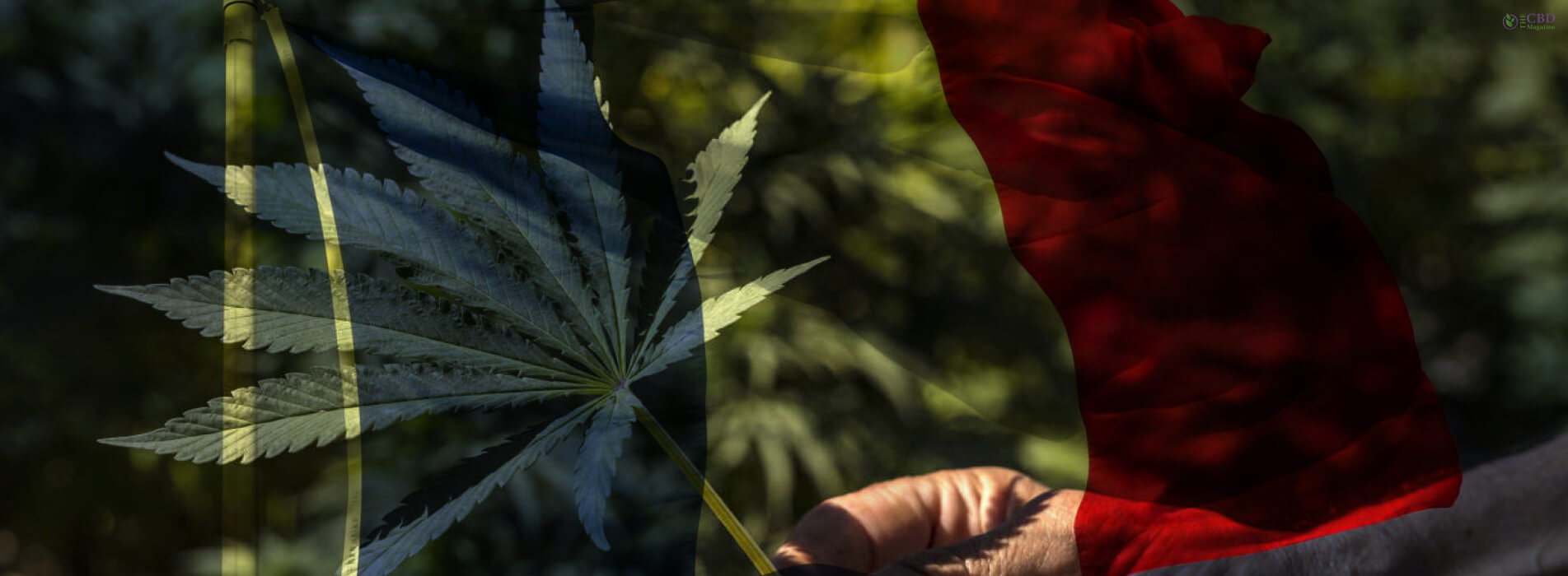 Cannabis & Law The French Edition The CBD Magazine