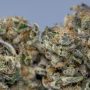 rs11 strain