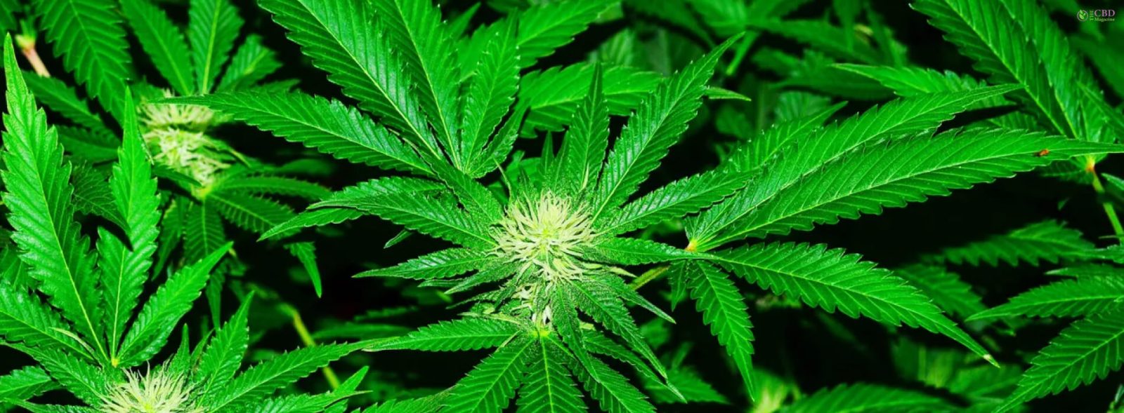 types of cannabis businesses