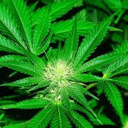 types of cannabis businesses