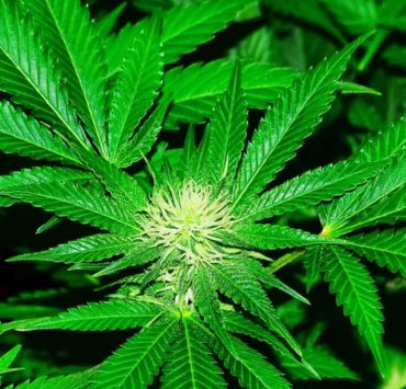 types of cannabis businesses