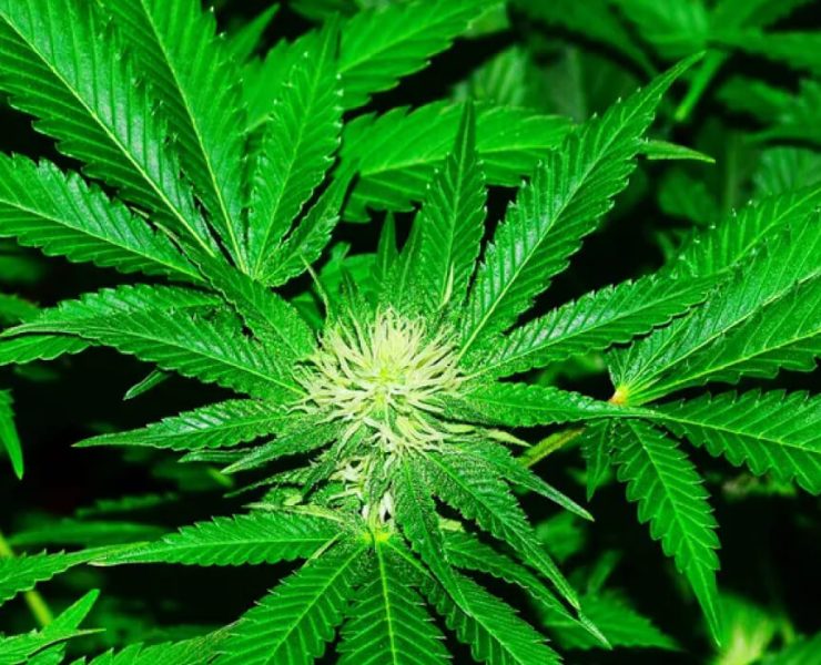 types of cannabis businesses