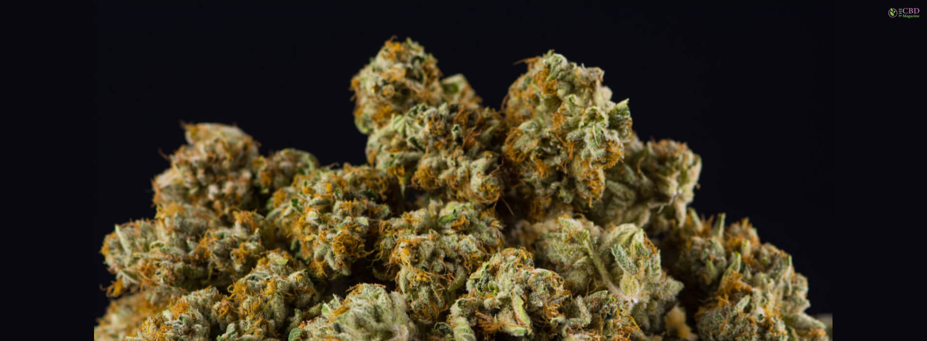 Exploring The Strain Zaza Strain TheCBDMagazine