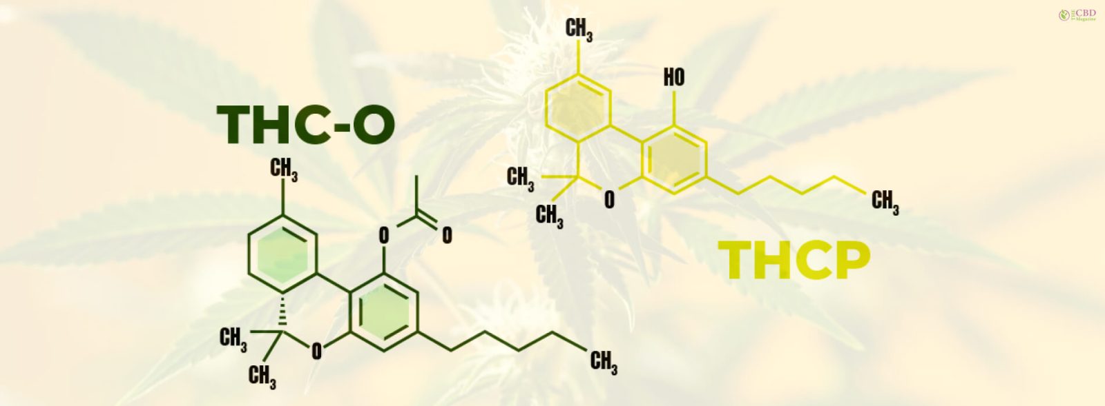 THC P vs THC O