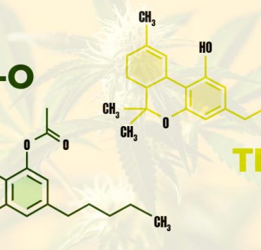 THC P vs THC O