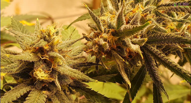 What Is THC-P