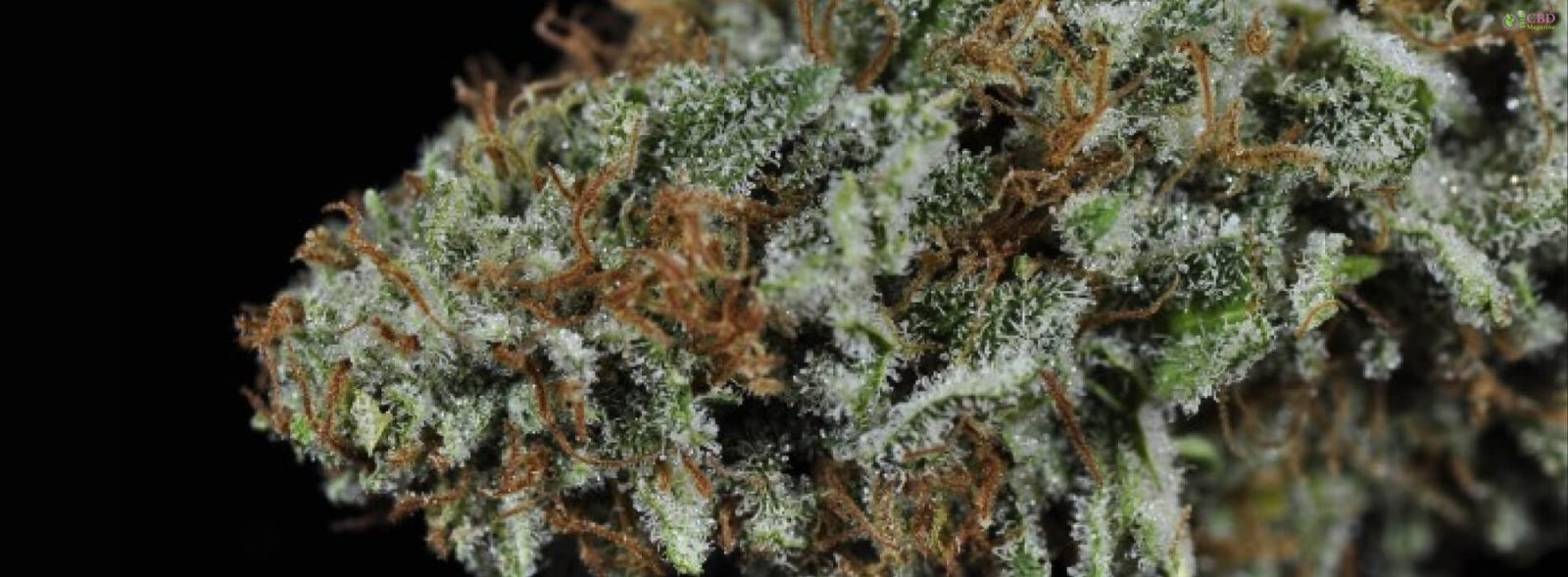 White Widows Strain