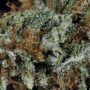 White Widows Strain