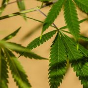 plants that look like weed