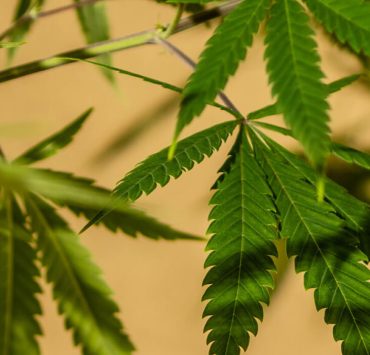 plants that look like weed