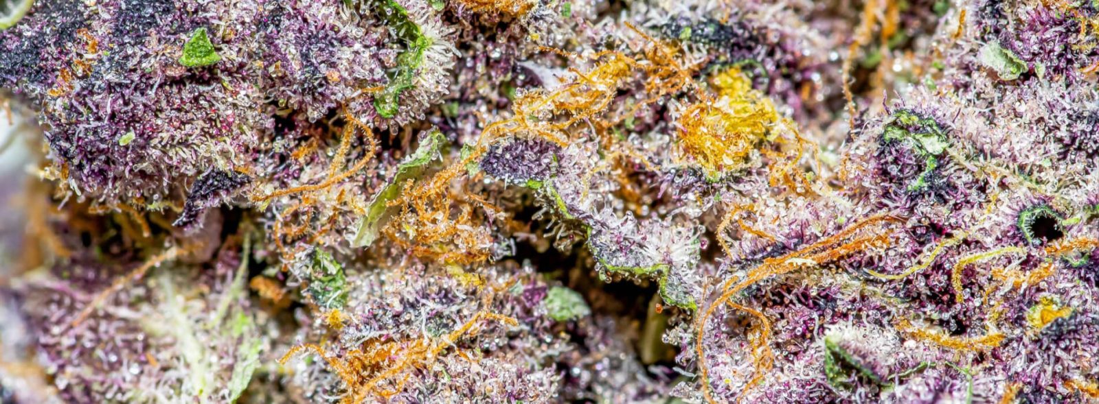 tropicana cookies strain