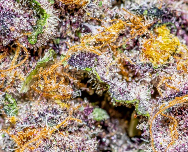 tropicana cookies strain