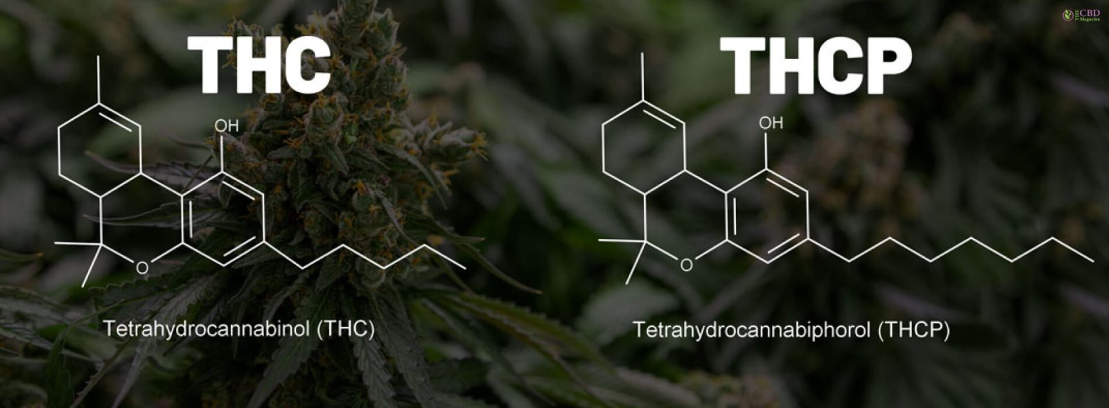 THC P vs THC