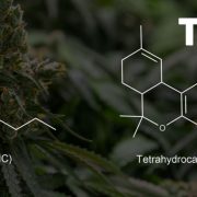 THC P vs THC