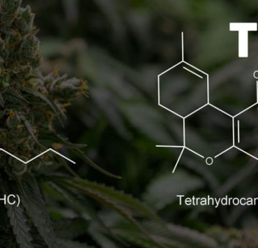 THC P vs THC