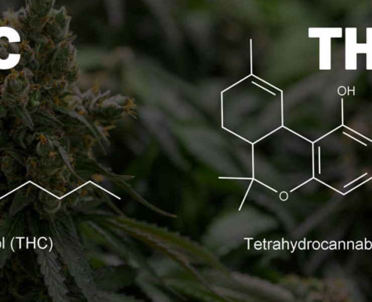 THC P vs THC